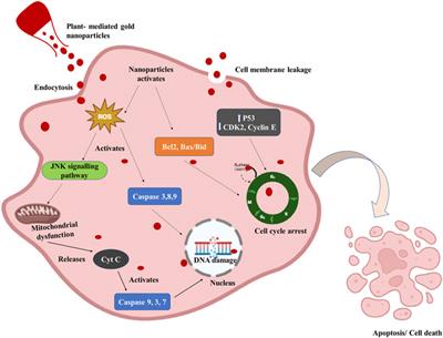 Plant-mediated gold nanoparticles in cancer therapy: exploring anti-cancer mechanisms, drug delivery applications, and future prospects